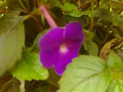 Purple King - ACHIMENES 2013