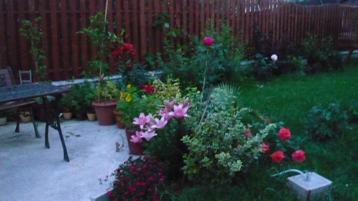 Picture 4257 - Mirajul verii