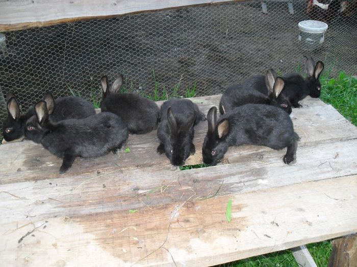 pui negru vienez 2 luni