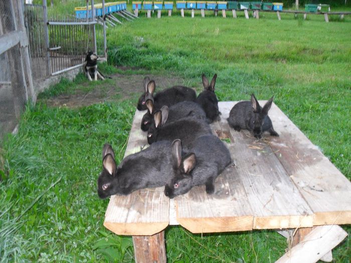 pui negru vienez 2 luni