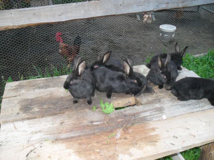 pui negru vienez 2 luni