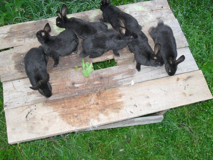 pui negru vienez 2 luni