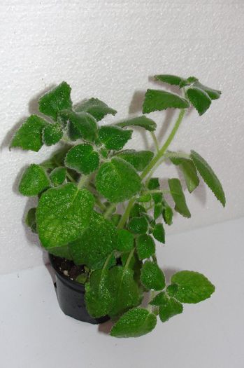  - Alte gesneriaceae