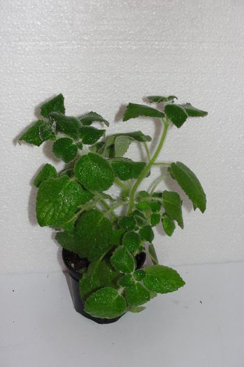  - Alte gesneriaceae
