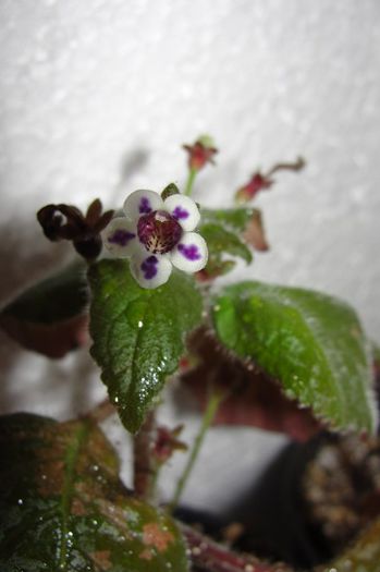 Diastema Vexans - Alte gesneriaceae