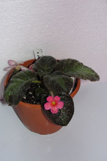 episcia Ember Lace