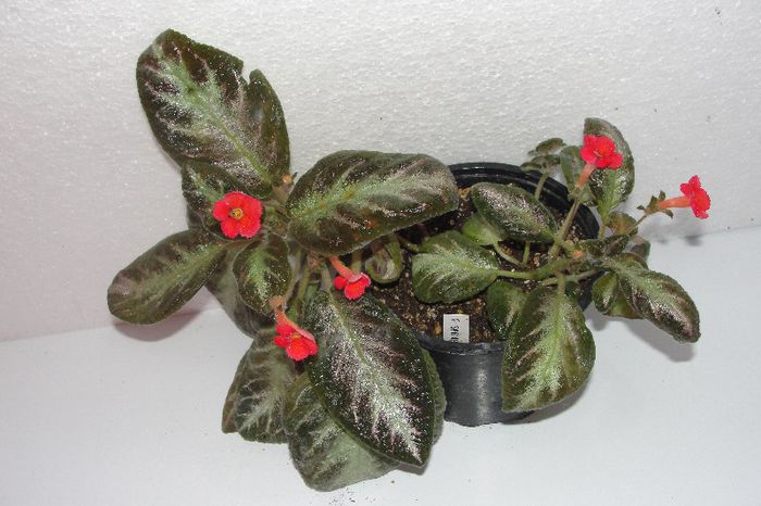 Episcia Spring Simphonia