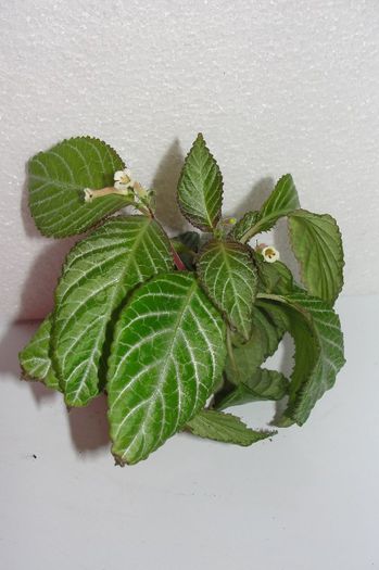 Diastema luteolumined - Alte gesneriaceae