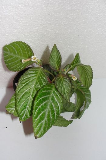  - Alte gesneriaceae