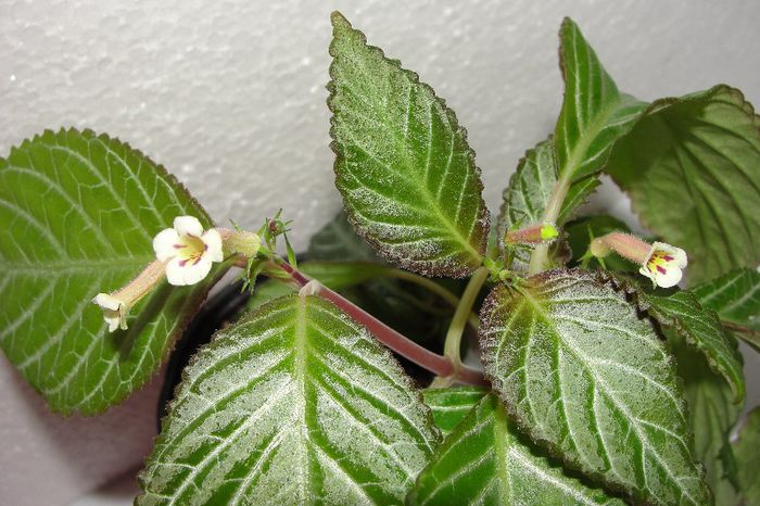  - Alte gesneriaceae