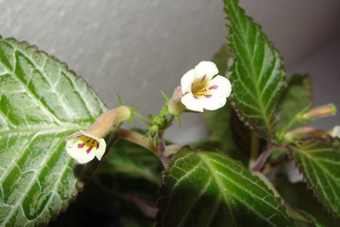  - Alte gesneriaceae