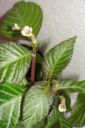  - Alte gesneriaceae