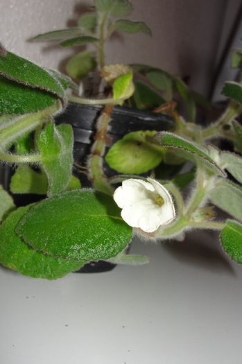  - Alte gesneriaceae