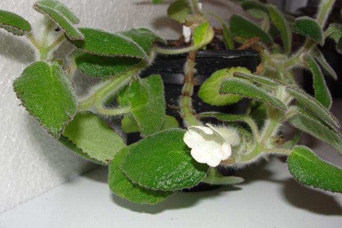  - Alte gesneriaceae