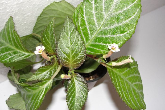 Diastema Luteomined - Alte gesneriaceae