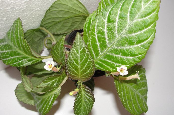  - Alte gesneriaceae