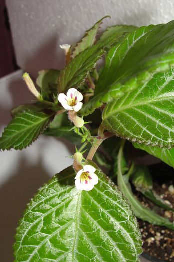  - Alte gesneriaceae