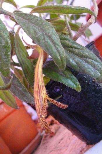 - Alte gesneriaceae