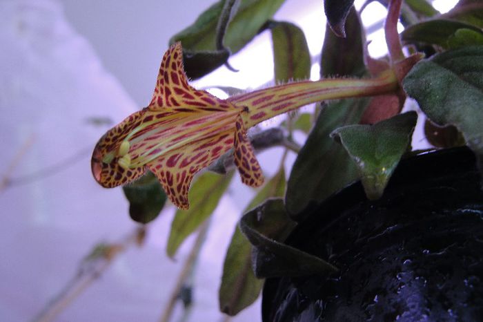  - Alte gesneriaceae