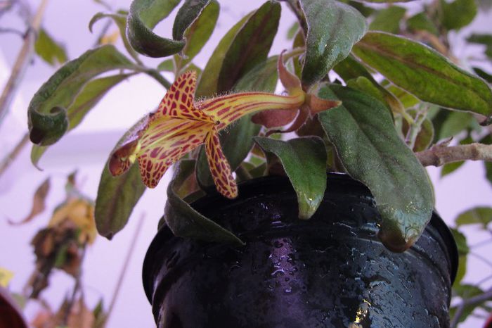  - Alte gesneriaceae