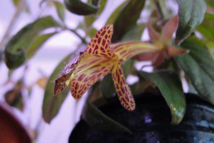  - Alte gesneriaceae
