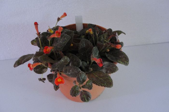Jim's Pink Rose - Episcia Jim_s