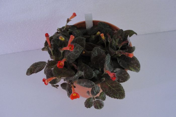 - Episcia Jim_s