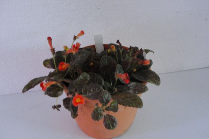  - Episcia Jim_s