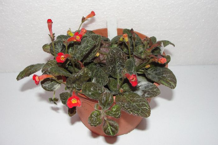  - Episcia Jim_s