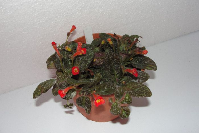  - Episcia Jim_s