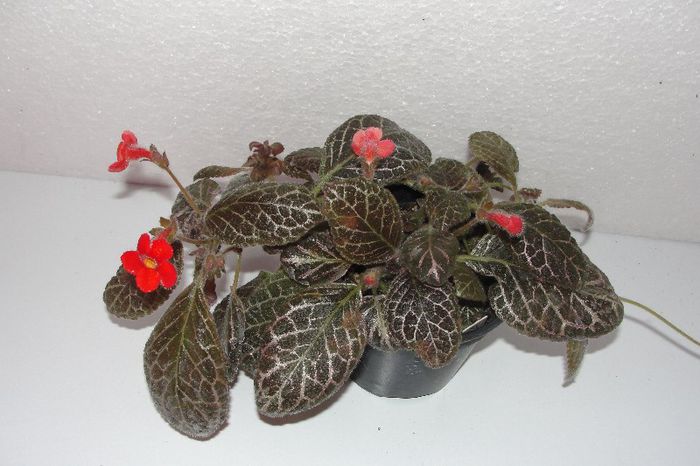 Jim's Red Tail - Episcia Jim_s
