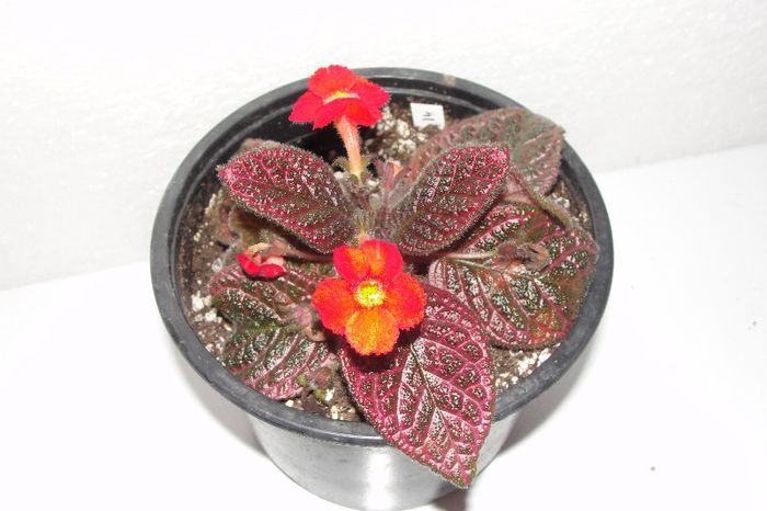 Episcia Pink Gator
