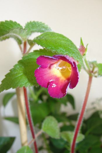 Red Giant - Achimenes