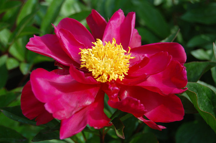 CUMPARAT ca fiind Karel Rosenfeld