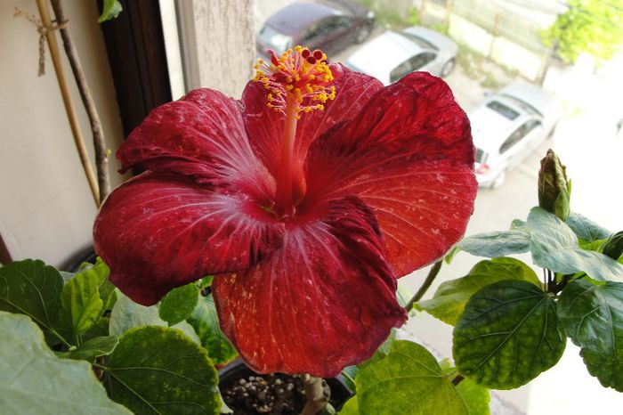 hibiscus Howard Hine