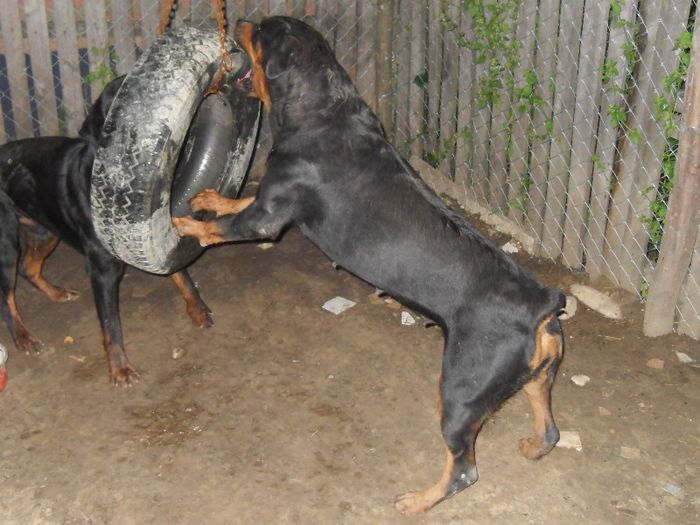 SDC16221 - 28-06-2013 TASHA SI ROKY