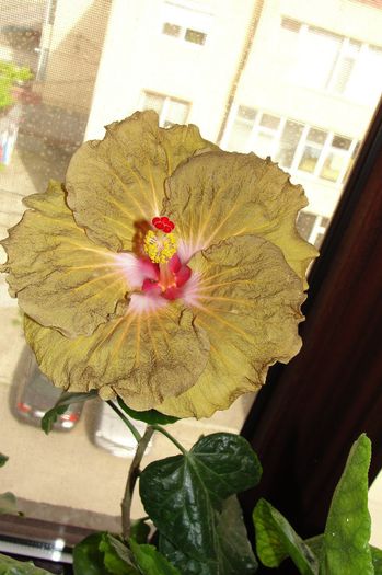 hibiscus Suntan