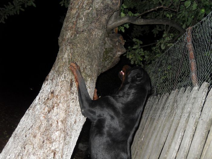 SDC16198 - 28-06-2013 TASHA SI ROKY