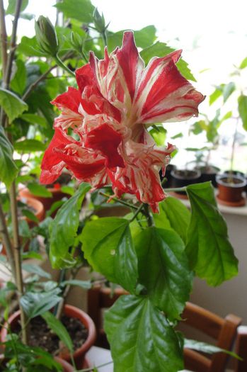 Hibiscus Baptistii