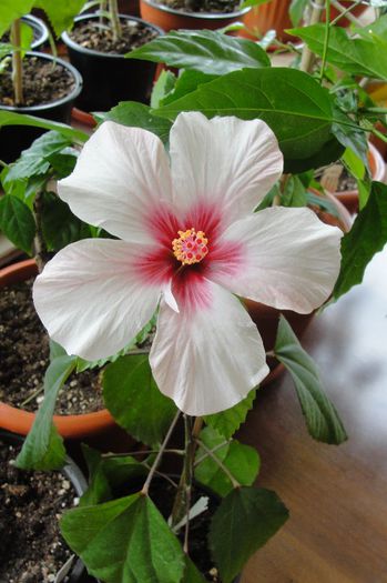hibiscus Apple Bllosom