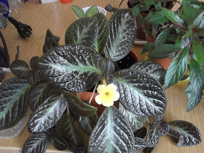 DSCF1444 - EPISCIA - 2013