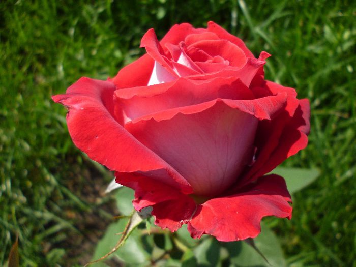 P1020226 - trandafiri de la pepiniera EMMA