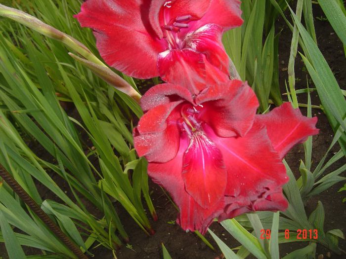 Picture 418 - 0 GLADIOLE-2013