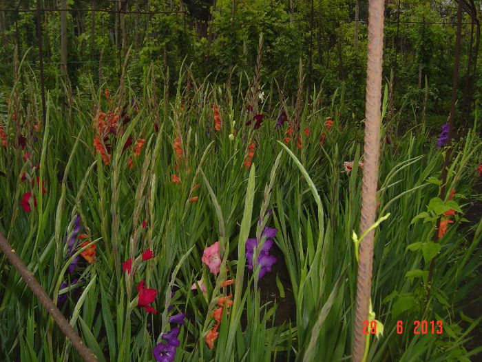 Picture 425 - 0 GLADIOLE-2013