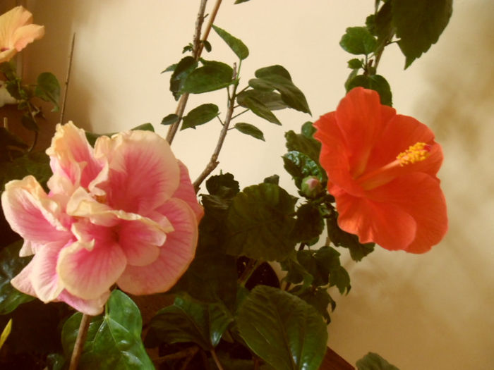Flamingo Star +  Vicky Orange