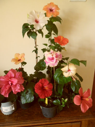 hibiscus grup