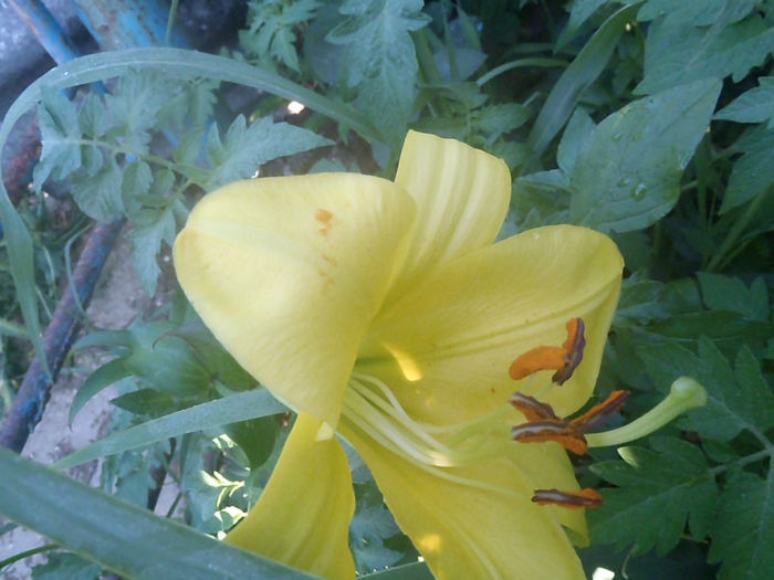 P6290045