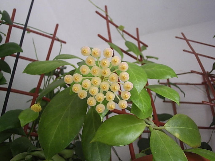 29.06.2013 - Hoya obscura longipedunculata