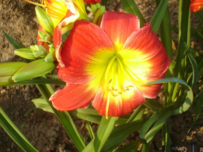 Christmas Is - Hemerocallis  2013