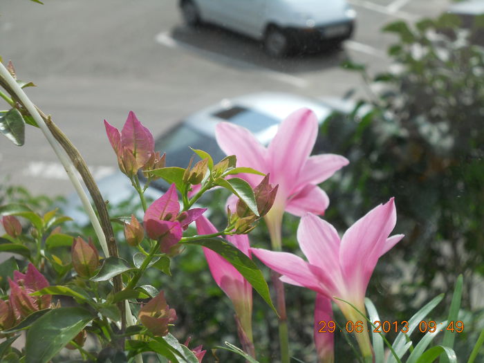 005 - BOUGAINVILLEA 2013